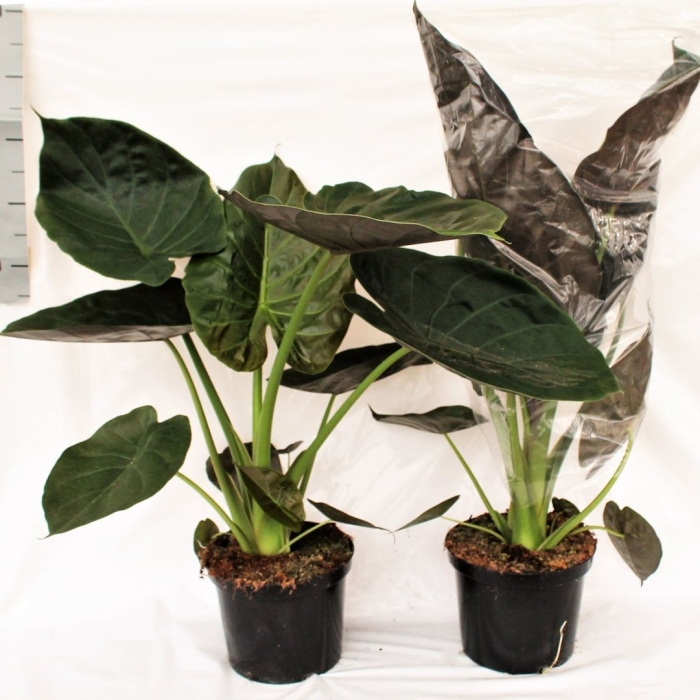 Алоказия wentii