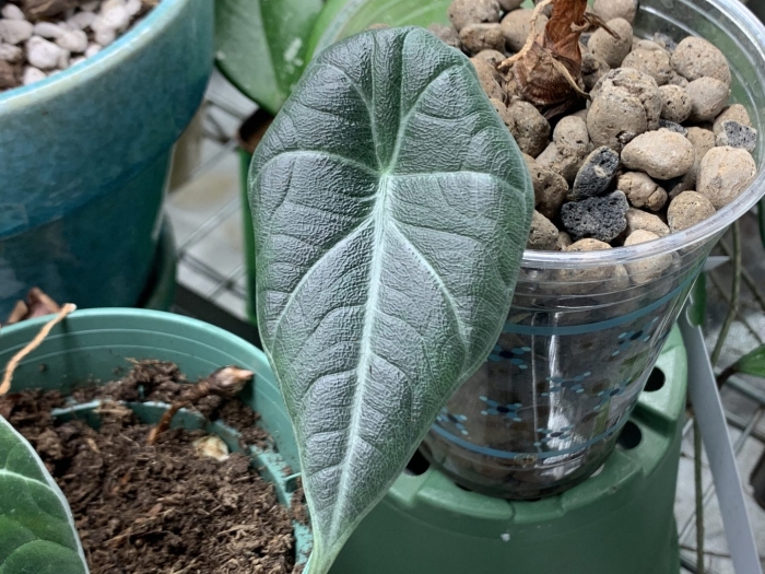 Алоказия махарани