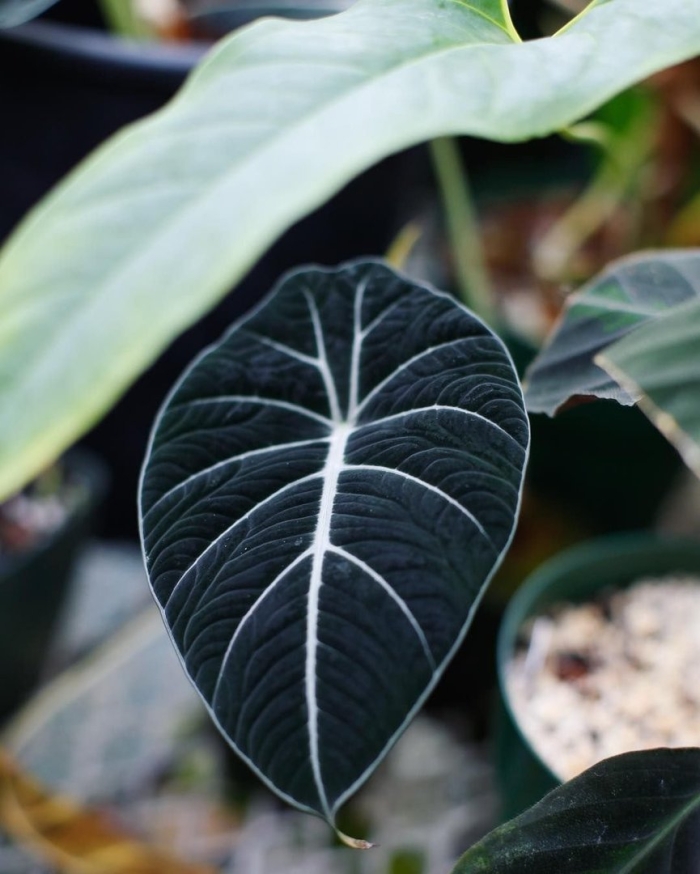 Алоказия nairobi nights