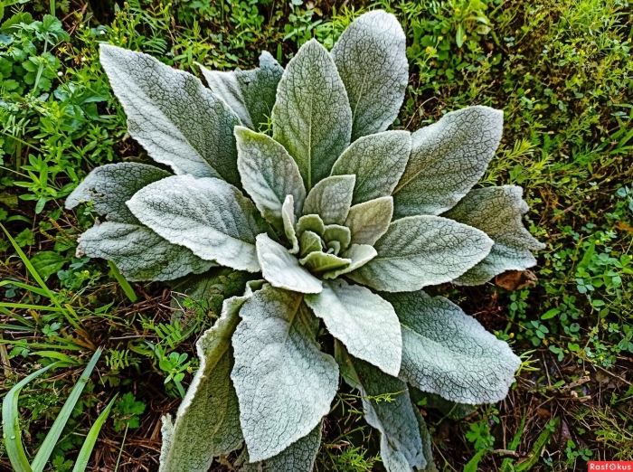 Растение медвежьи ушки