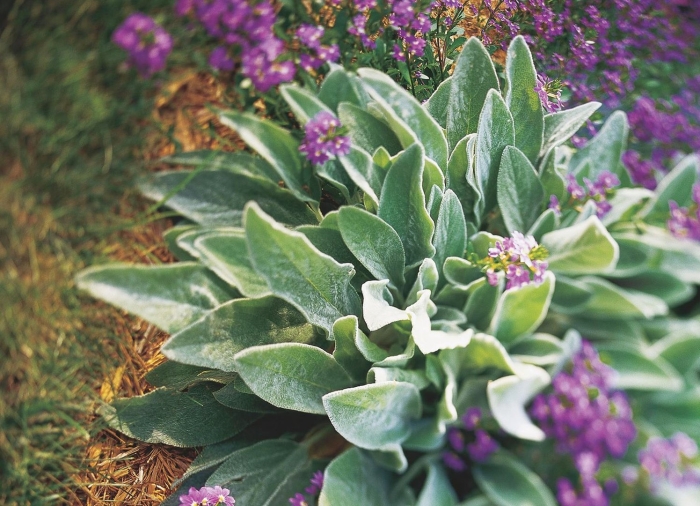 Чистец византийский