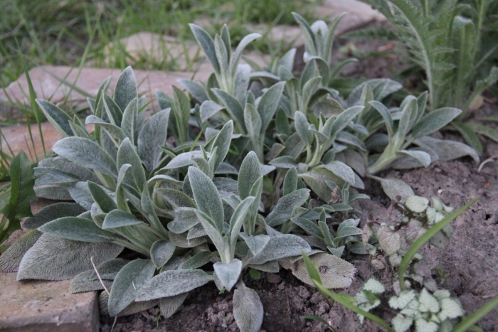 Чистец шерстистый