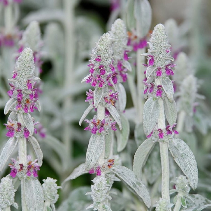 Чистец византийский стахис