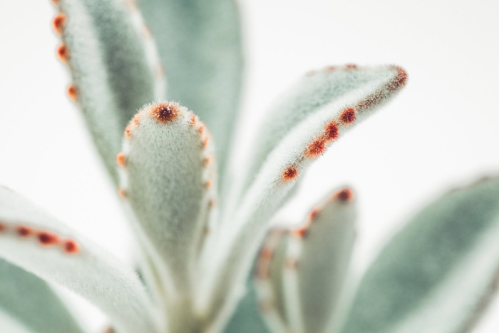 Каланхоэ войлочное kalanchoe tomentosa