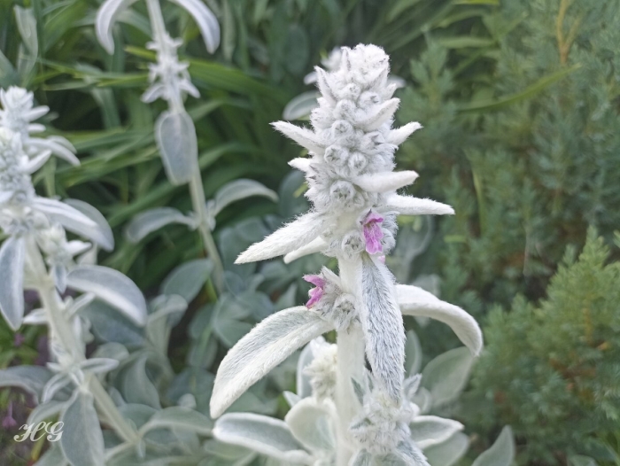 Шерстистый чистец