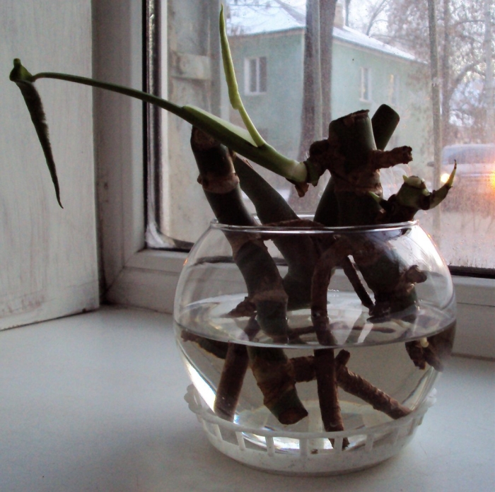 Размножение монстеры отводками