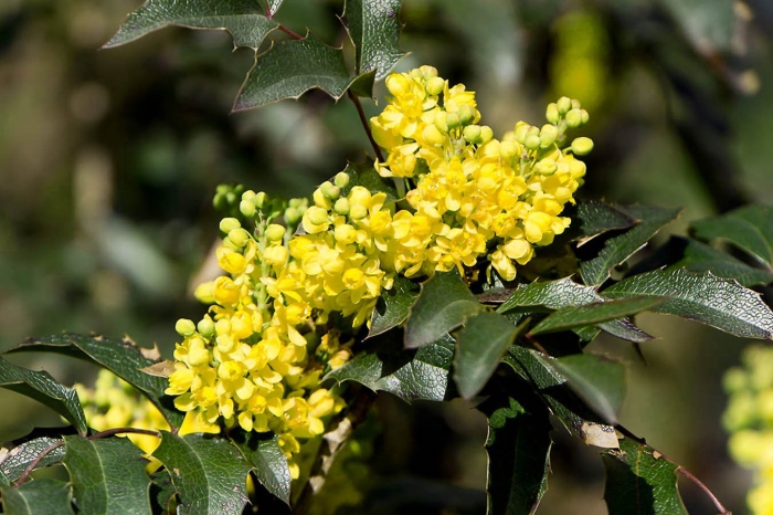 Магония падуболистная