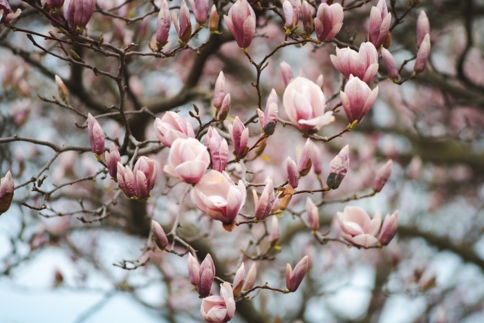 Магнолия суланжа (magnolia soulangeana)