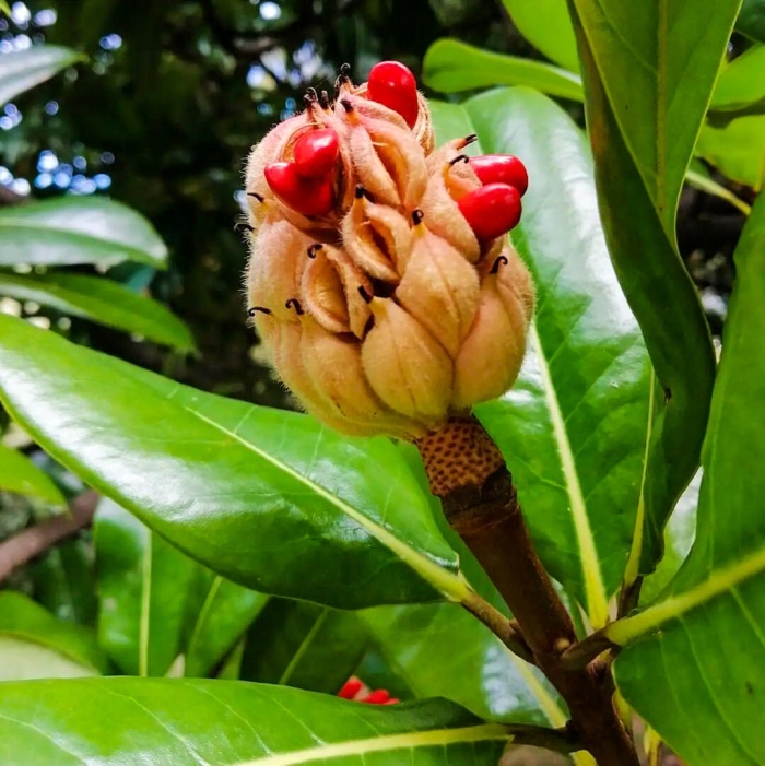 Магнолия крупноцветковая плод