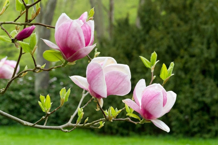 Магнолии суланжа