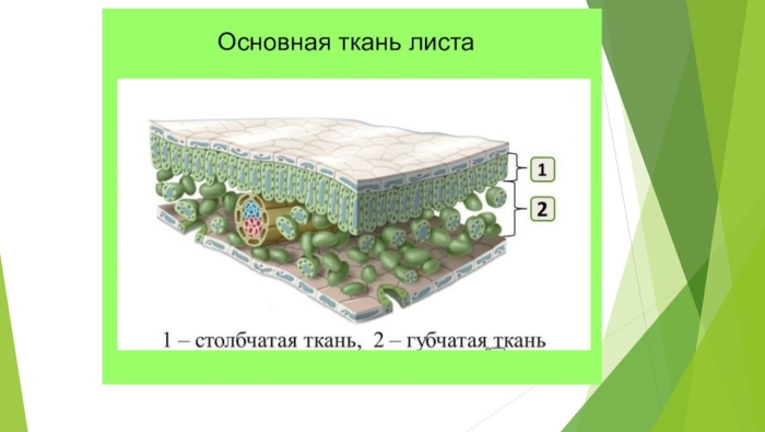 Столбчатая ткань и губчатая