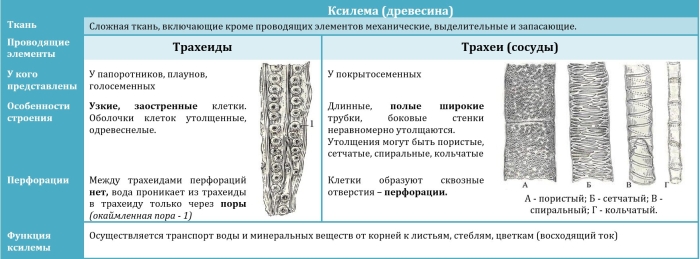 Функции сосудов и трахеид
