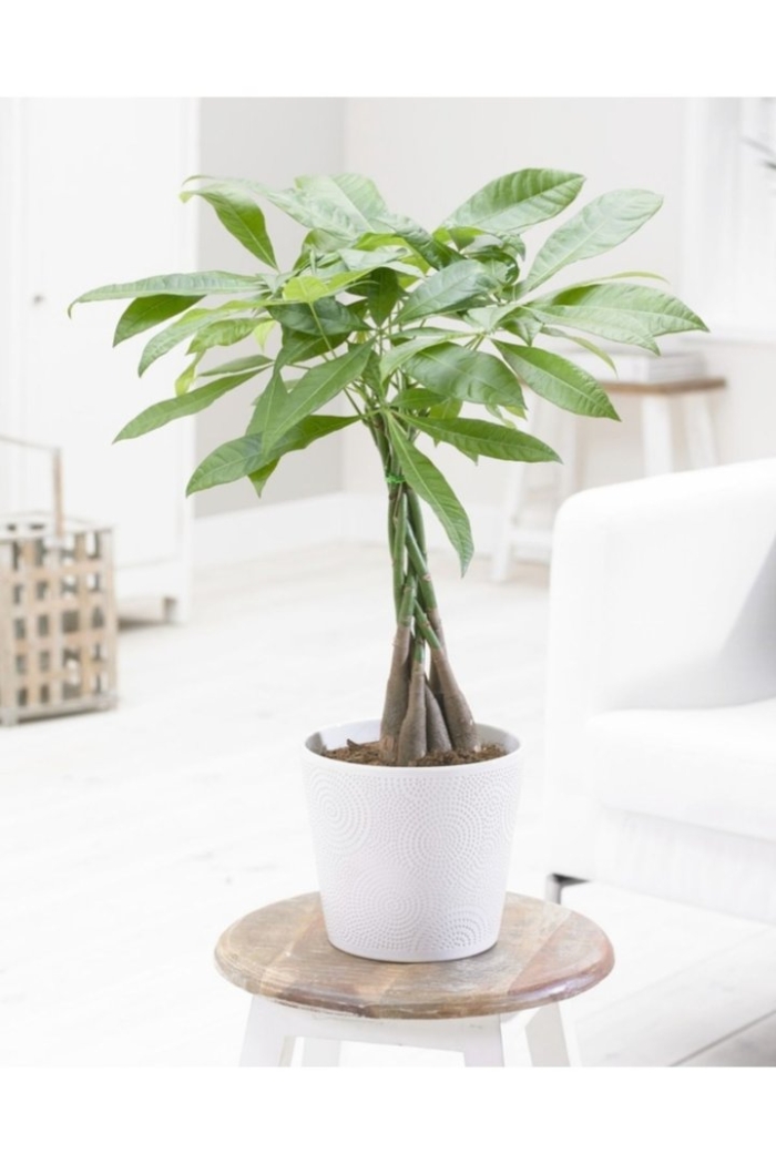 Пахира акватика