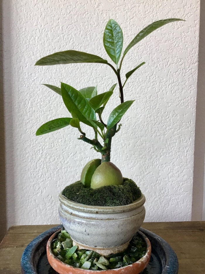 Авокадо бонсай