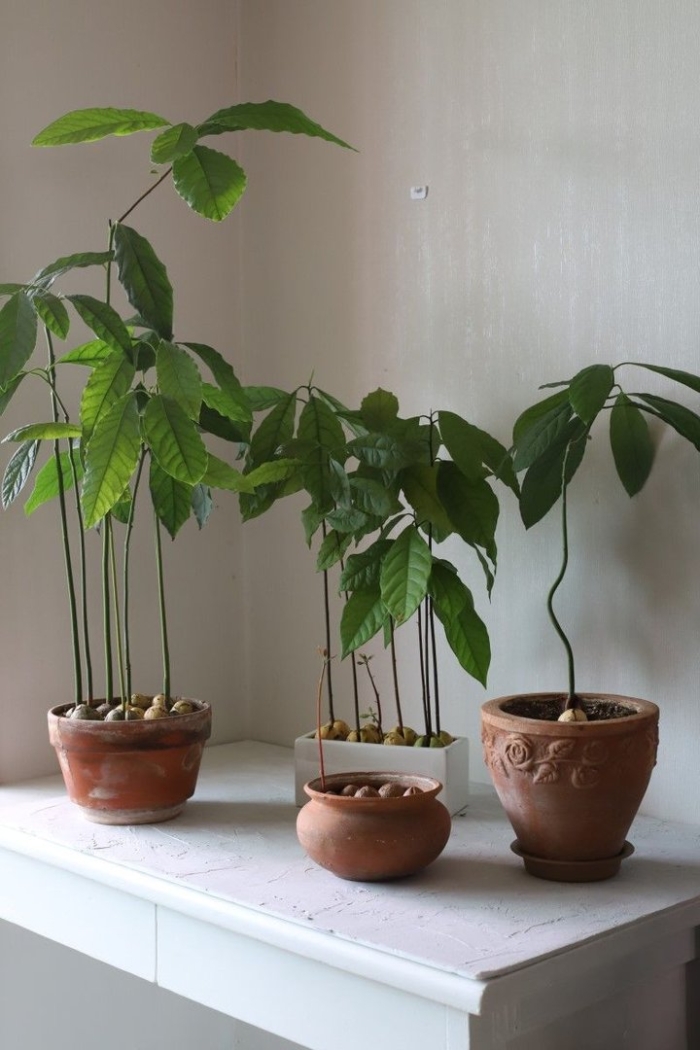 Дерево авокадо