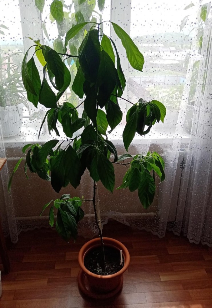 Авокадо в домашних условиях выращивание из косточки