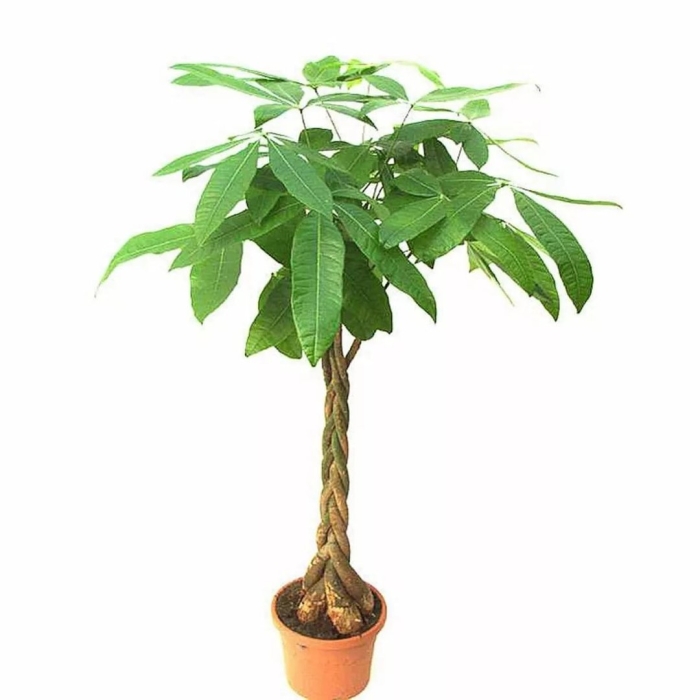 Пахира акватика коса