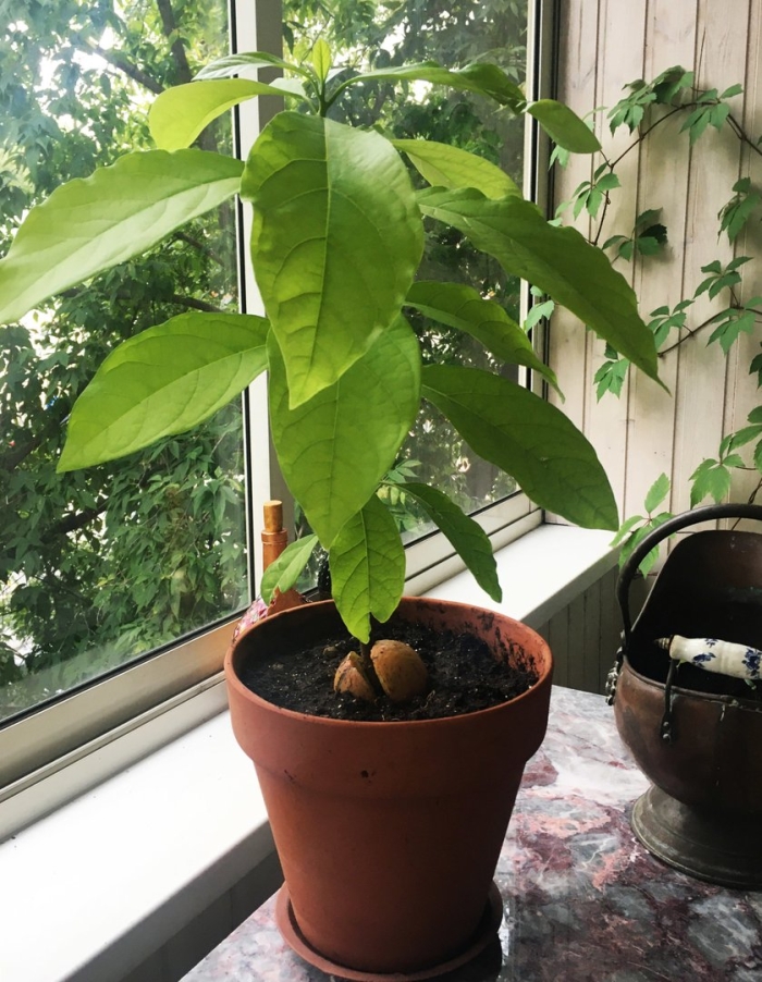 Авокадо из косточки в домашних