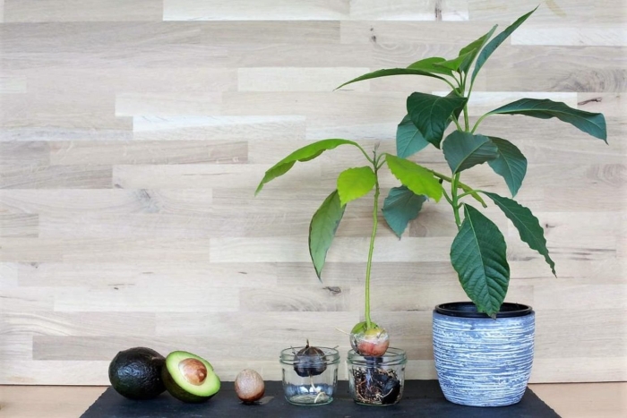 Авокадо полив