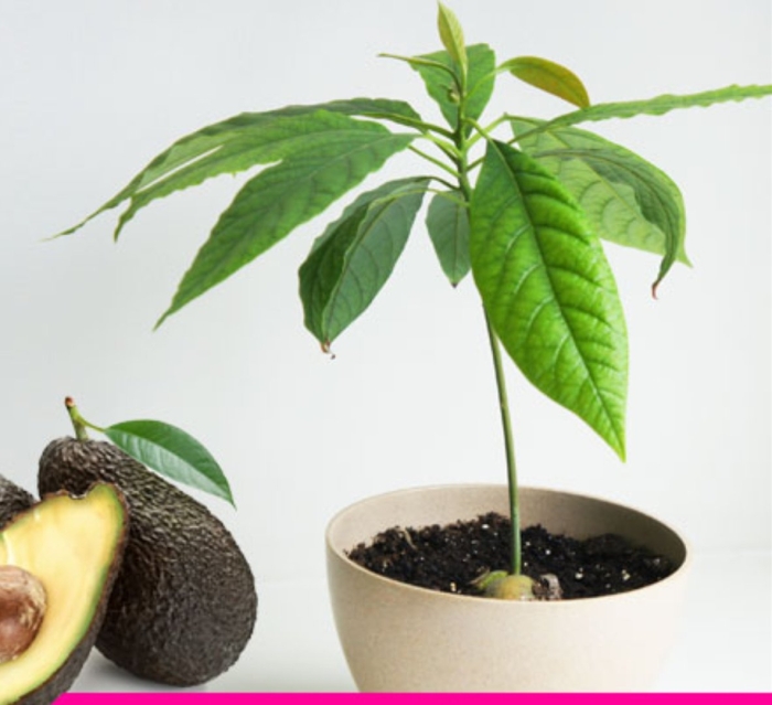 Дерево авокадо