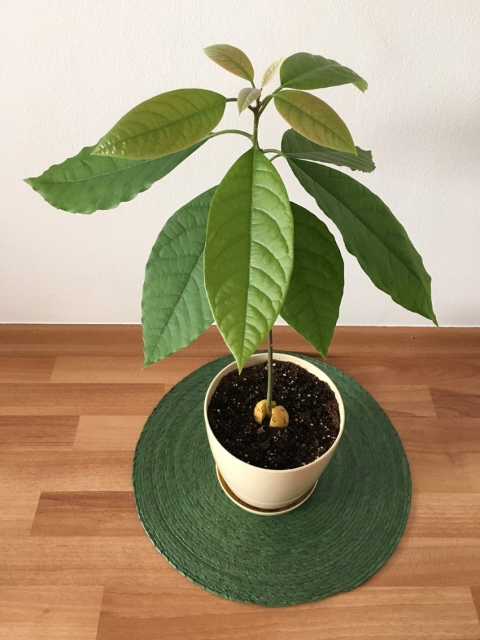 Авокадо в домашних условиях выращивание из косточки