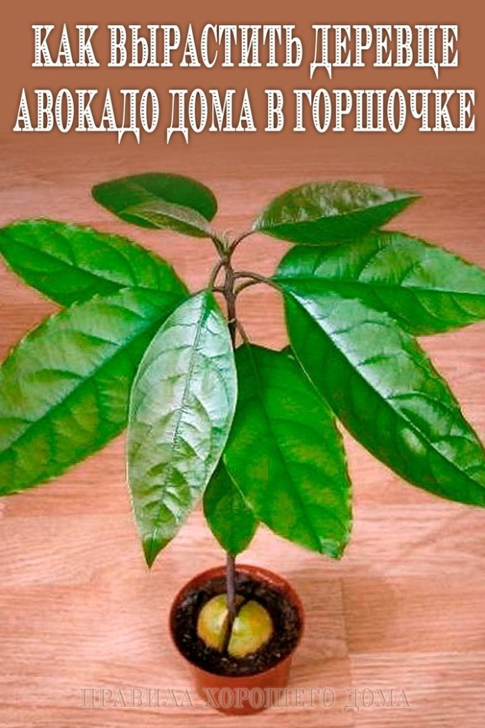 Авокадо прорастить