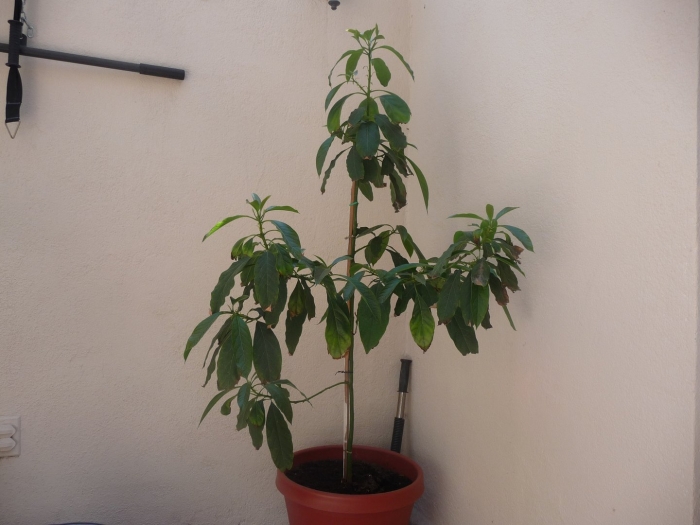 Авокадо плодоносит