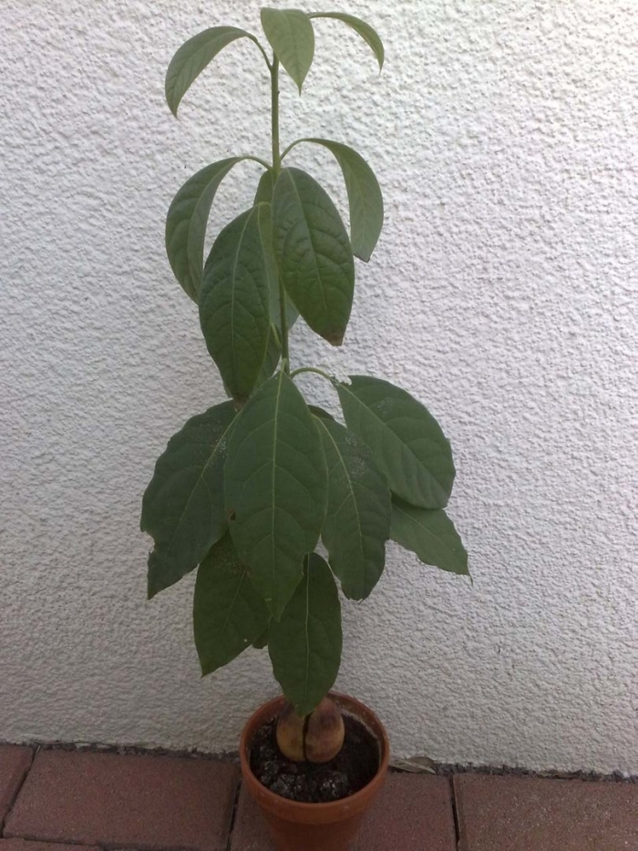 Выращивание авокадо в домашних условиях из косточки