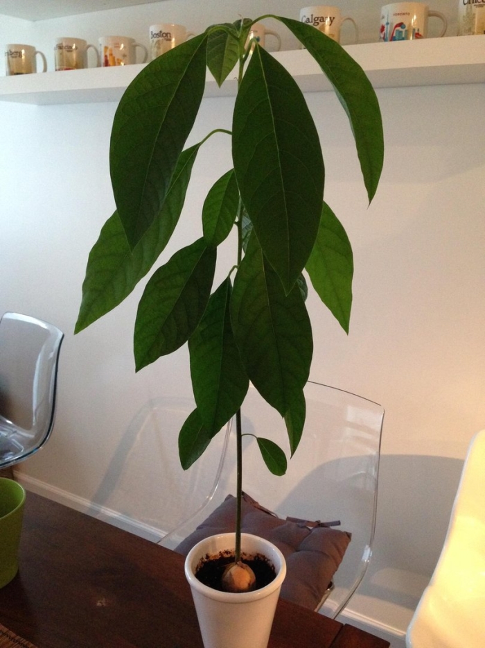 Дерево авокадо