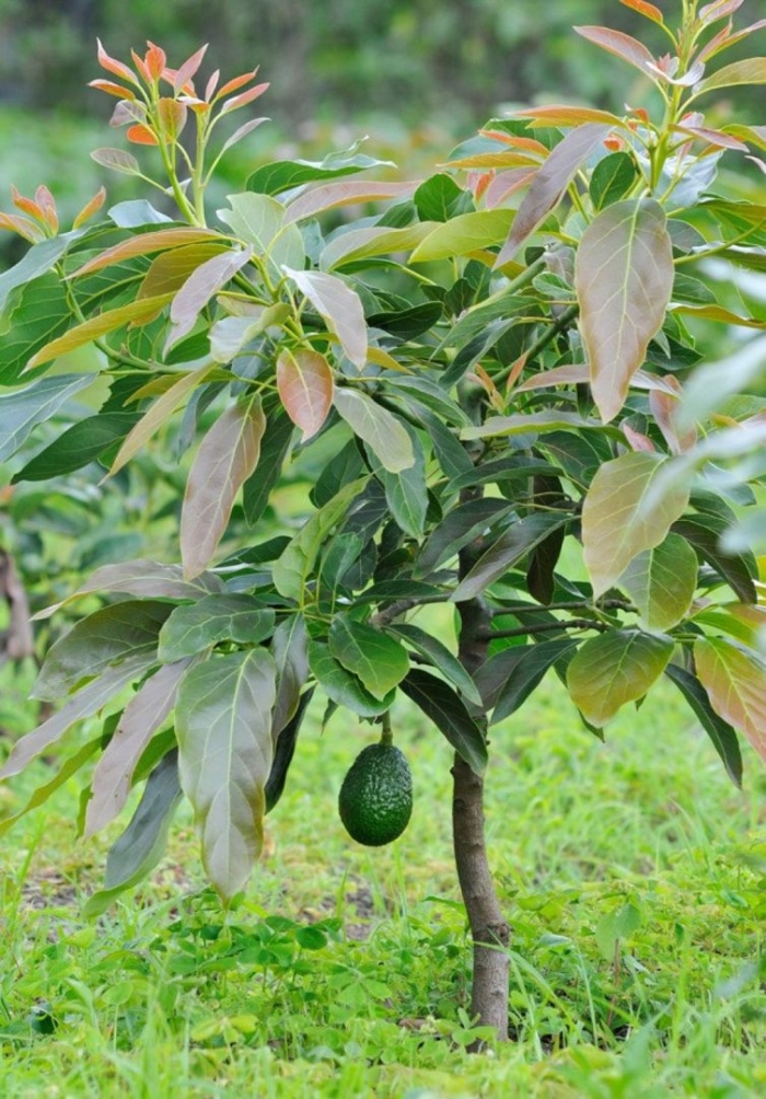 Avocado tree