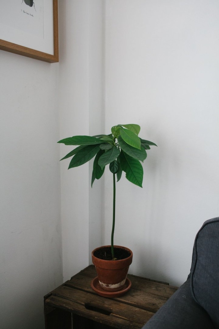 Авокадо дерево дома