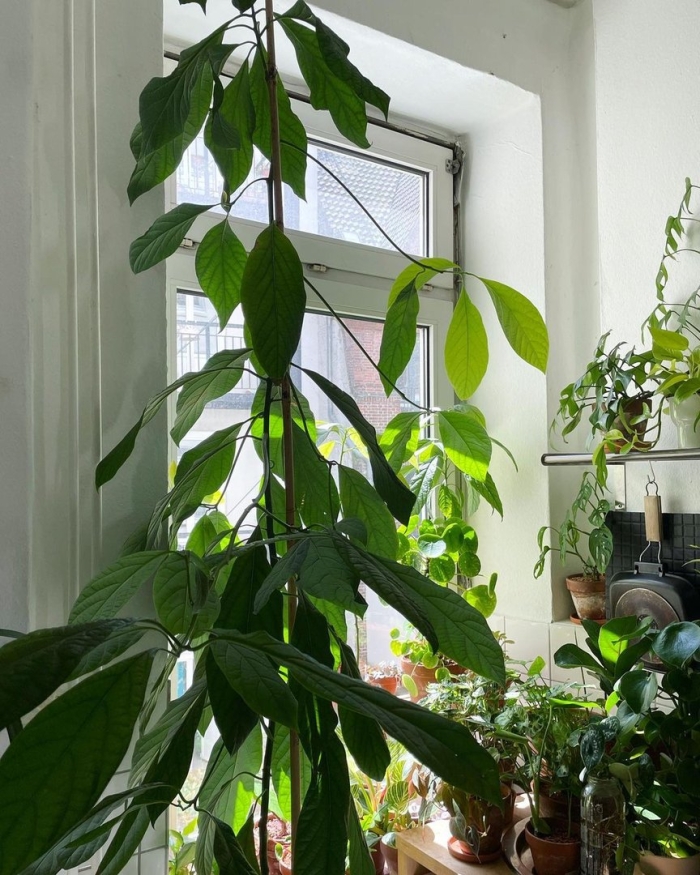 Лиана авокадо