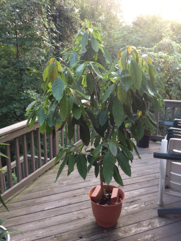 Дерево авокадо