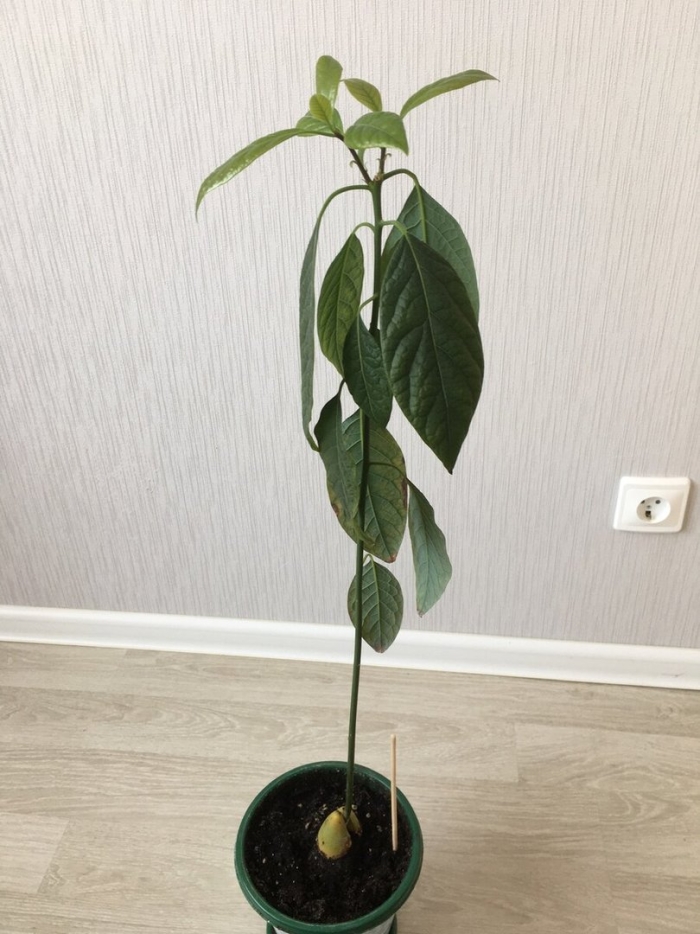 Авокадо дома из косточки