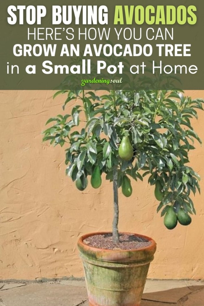 Дерево авокадо