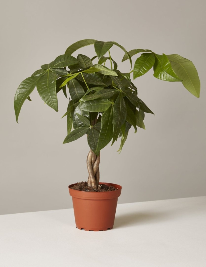 Пахира акватика