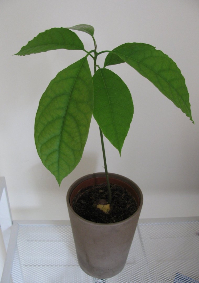 Выращивание авокадо в домашних условиях из косточки