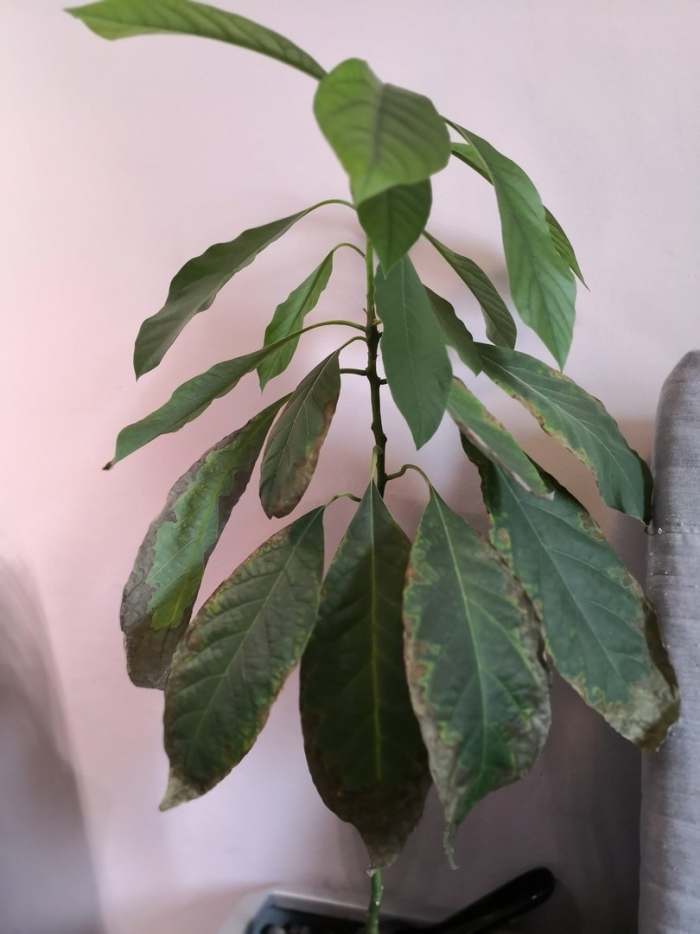 Авокадо дерево