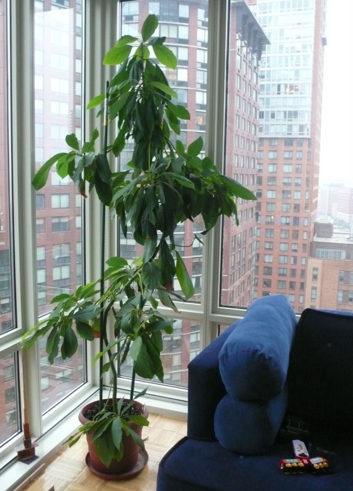 Дерево авокадо