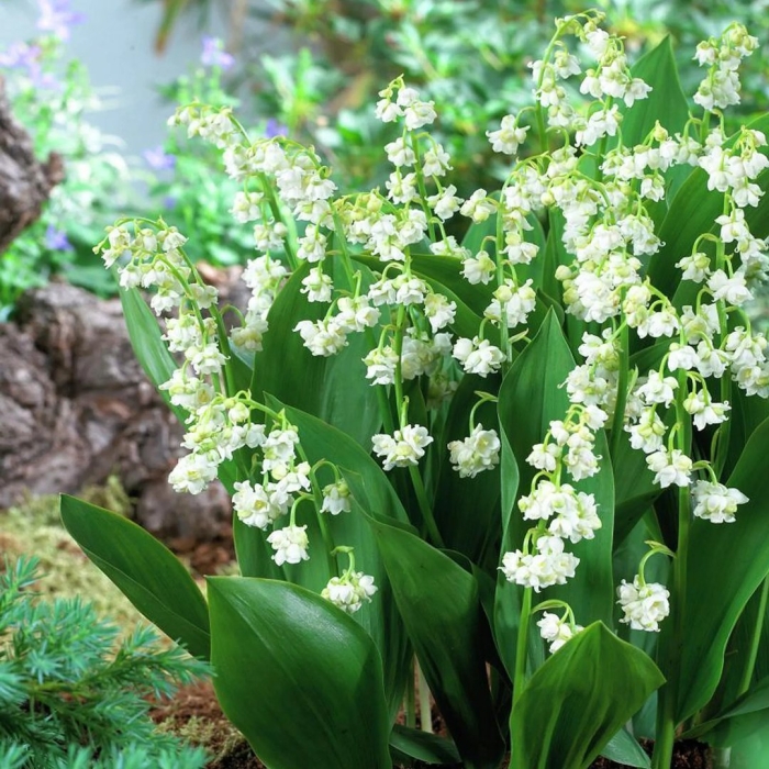 Ландыш майский пролификанс