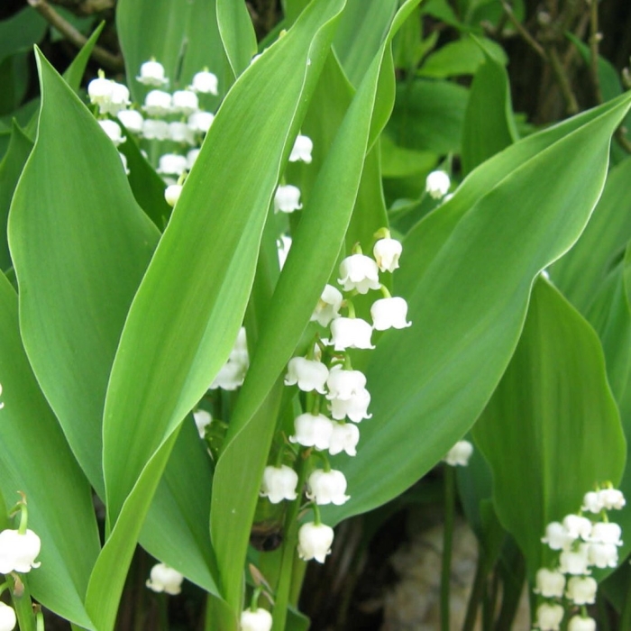 Ландыш майский convallaria majalis