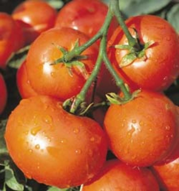 Сорт томата