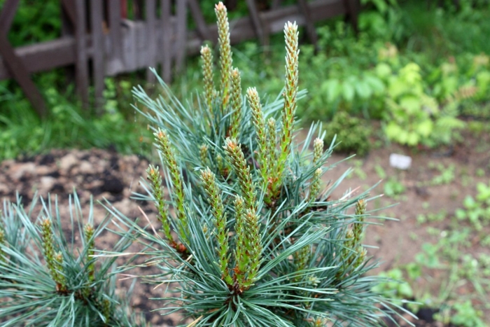 Сосна pinus sylvestris
