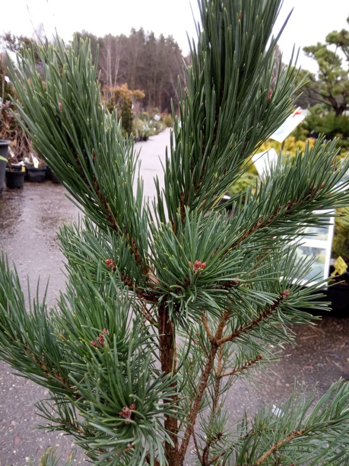 Pinus sylvestris ‘białogon’