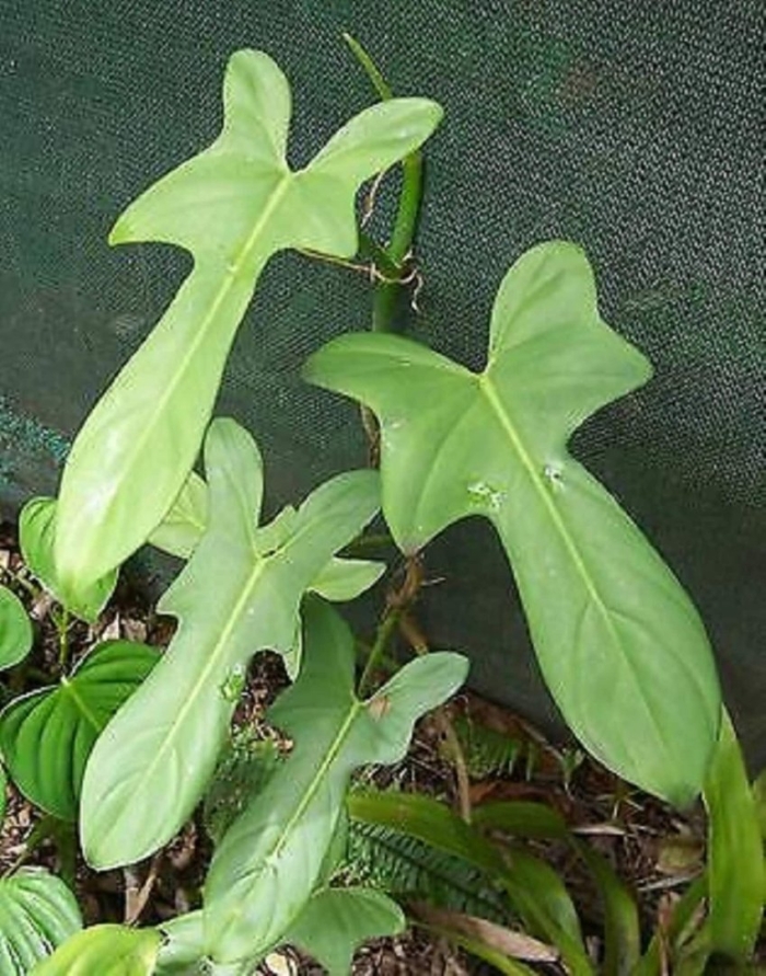 Philodendron bipennifolium