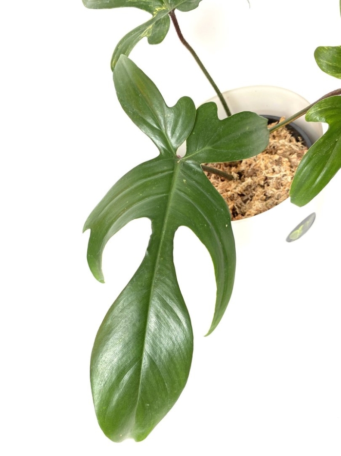 Филодендрон варшевича