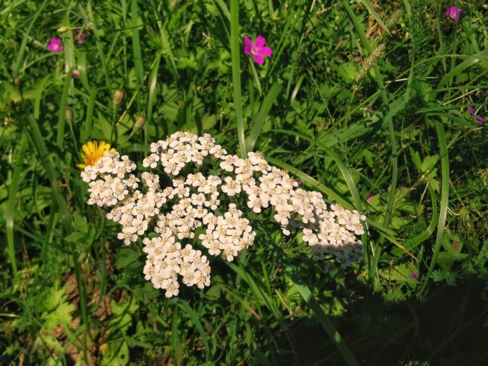 Тысячелистник обыкновенный васюринский