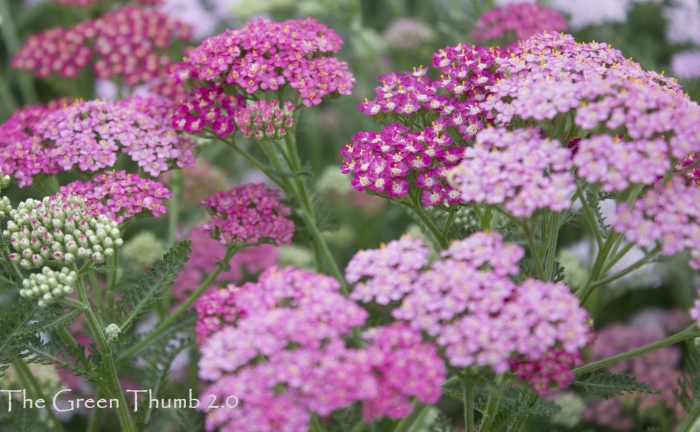 Тысячелистник саммер беррис