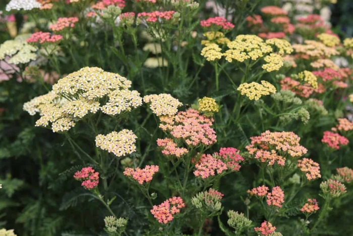 Тысячелистник обыкновенный achillea millefolium