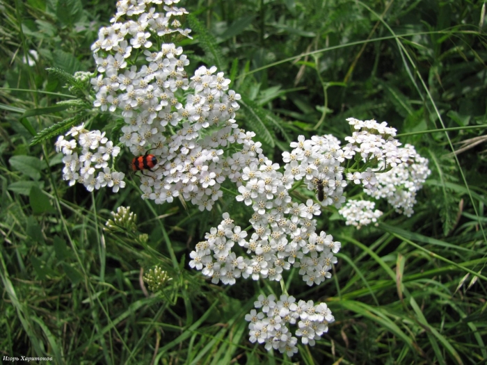 Тысячелистник холмовой